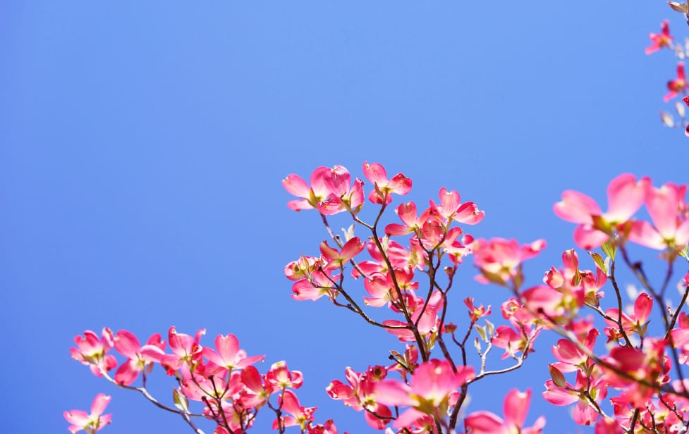 背景